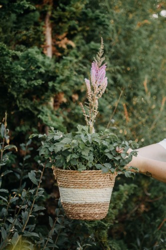 tawulka-arendsa-astilbe-brautschleier-astilbe-x-arendsii-brautschleier-sadzonka-zielona-para