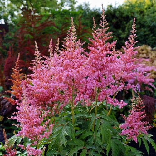 Tawułka chińska Pumila