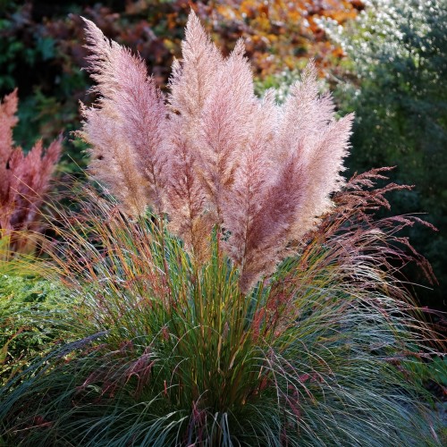 trawa-pampasowa-rozowa-cortaderia-selloana-pink-sadzonka-zielona-para