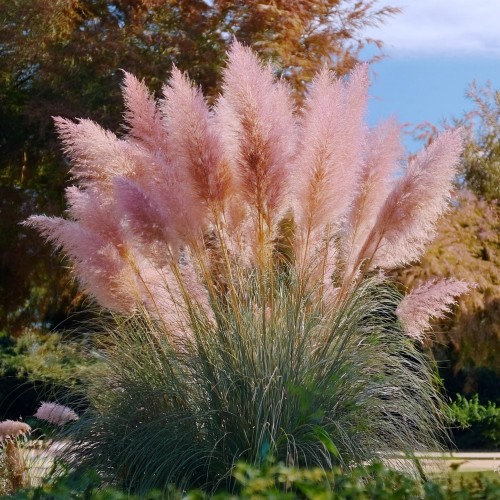 trawa-pampasowa-rozowa-cortaderia-selloana-pink-sadzonka-zielona-para