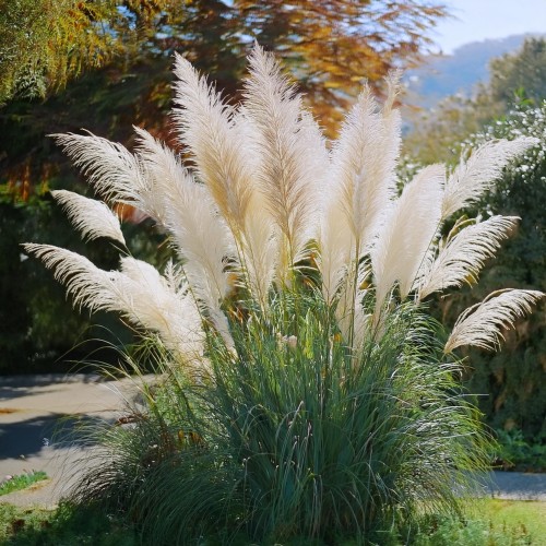 trawa-pampasowa-Cortaderia-selloana-zielonapara-zielona-para-sadzonka-.jpg