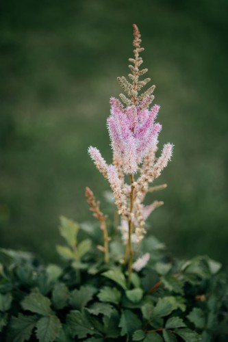 tawulka-chinska-rozowe-kwiaty-fioletowe-liscie-astilbe-chinensis-pink-flowers-purple-leaves-sadzonka-zielona-para