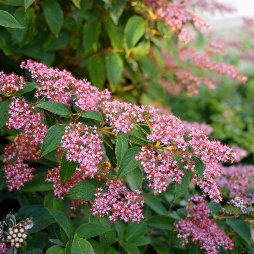spiraea-japonica-little-princess-tawula-japonska-little-princess-sadzonka-zielona-para