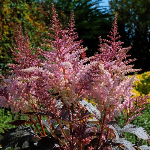 tawulka-chinska-rozowe-kwiaty-fioletowe-liscie-astilbe-chinensis-pink-flowers-purple-leaves-sadzonka-zielona-para