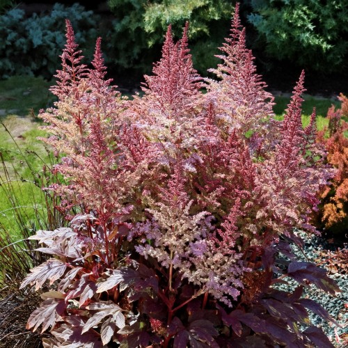 tawulka-chinska-rozowe-kwiaty-fioletowe-liscie-astilbe-chinensis-pink-flowers-purple-leaves-sadzonka-zielona-para