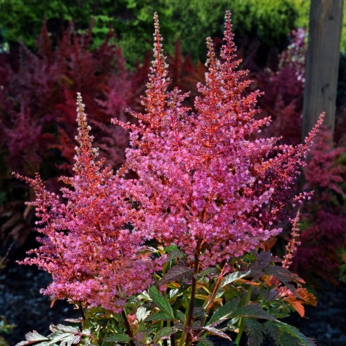 Tawułka chińska Purpurlanze