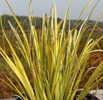 tatarak-krzewiasty-zolty-acorus-calamus-variegatus-sadzonka-zielona-para