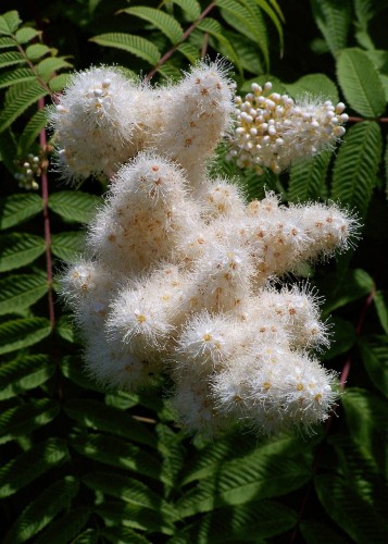 tawlina-jarzebolistna-sorbaria-sorbifolia-sadzonka-zielona-para