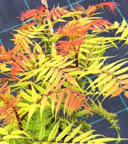 tawlina-jarzebolistna-sorbaria-sorbifolia-sadzonka-zielona-para