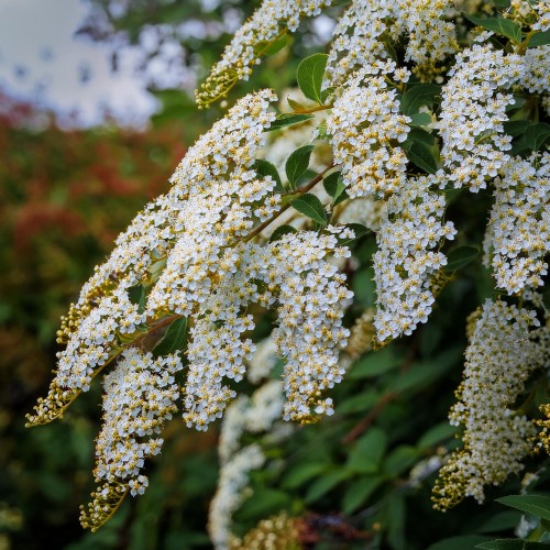tawula-grefsheim-spiraea-x-cinerea-grefsheim-sadzonka-zielona-para