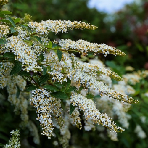 tawula-nipponska-halwards-silver-spiraea-nipponica-halwards-silver-sadzonka-zielona-para
