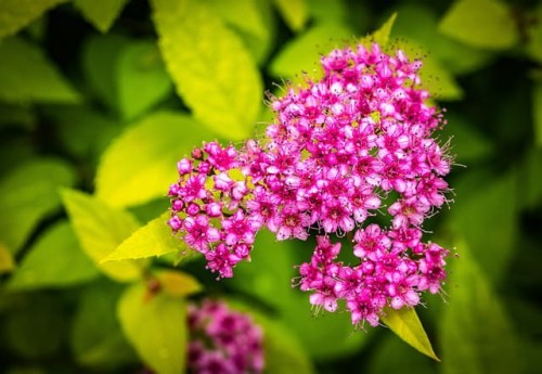 tawula-japonska-spiraea-japonica-golden-princess-zielonapara-sadzonka-duza-zdrowa-zlocisto-zielone-liscie-rozowe-kwiaty