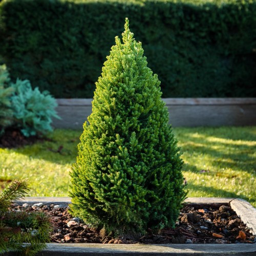 swierk-bialy-picea-glauca-conica-zielonapara-sadzonka-duza-zdrowa-stożkowy-pokroj