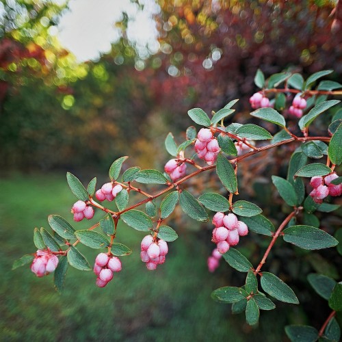 snieguliczka-koralowa-rozowa-symphoricarpos-chenault-sadzonka-zielona-para