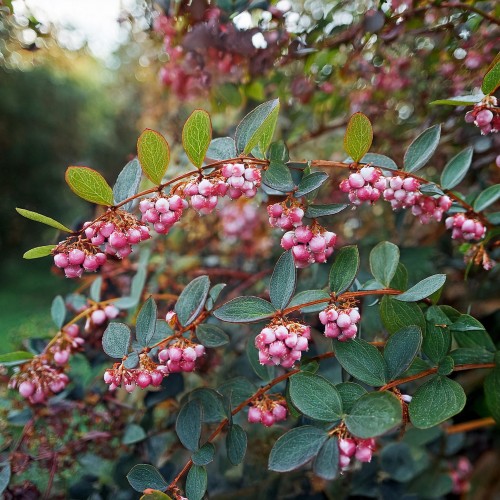 snieguliczka-koralowa-rozowa-symphoricarpos-chenault-sadzonka-zielona-para