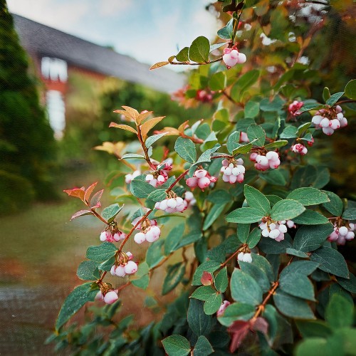 snieguliczka-koralowa-rozowa-symphoricarpos-chenault-sadzonka-zielona-para