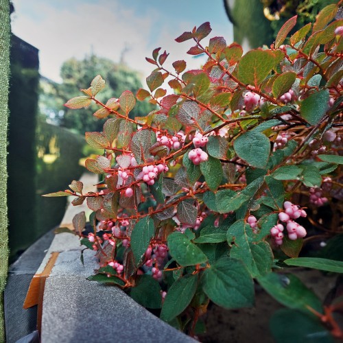 snieguliczka-koralowa-rozowa-symphoricarpos-chenault-sadzonka-zielona-para