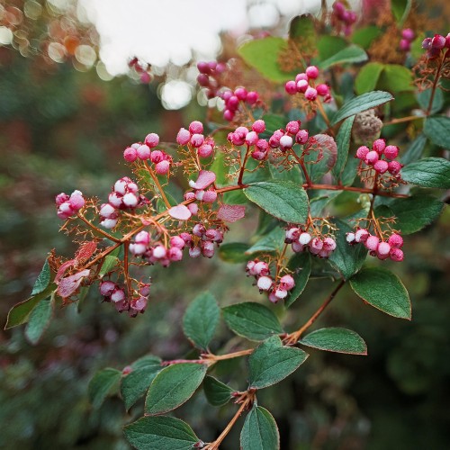 snieguliczka-koralowa-rozowa-symphoricarpos-chenault-sadzonka-zielona-para