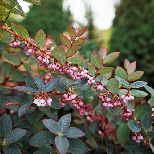 snieguliczka-koralowa-rozowa-symphoricarpos-chenault-sadzonka-zielona-para