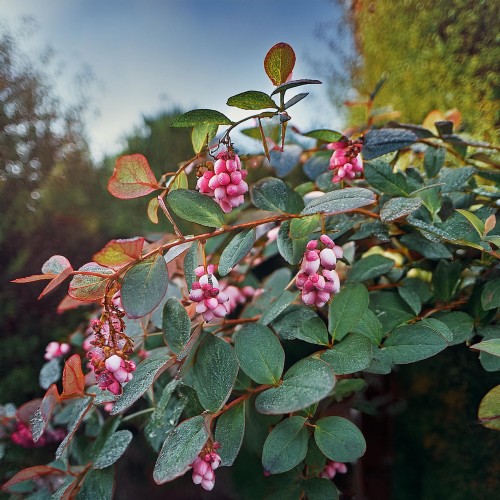 snieguliczka-koralowa-rozowa-symphoricarpos-chenault-sadzonka-zielona-para