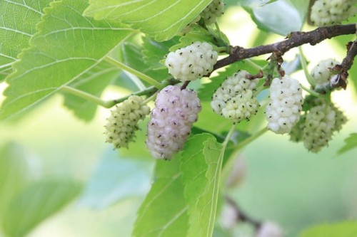 morwa-biala-morus-alba-z-owocami-sadzonka-zielona-para