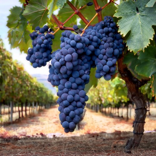 winorośl-winogron-Vitis-Vitis-zielonapara-zielona-para-sadzonka-0684.jpg