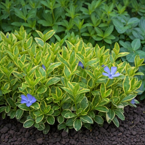 barwinek-illumination-vinca-minor-illumination-sadzonka-zielona-para