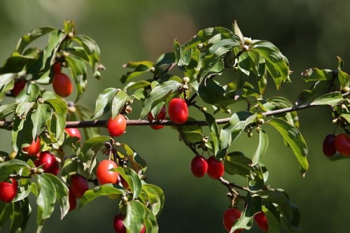 dewren-jadalny-rubus-caesius-sadzonka-zielona-para