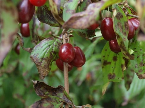 dewren-jadalny-rubus-caesius-sadzonka-zielona-para