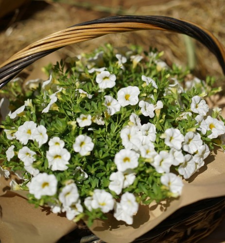 Supertunia kaskadowa Vista zestaw