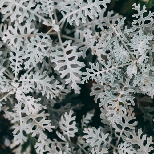starzec-senecio-cineraria-srebrzyste-liscie-roslina-obwodkowa-bylina-sadzonka-sadzonki-zielona-para-zielonapara