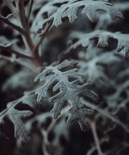 starzec-senecio-cineraria-srebrzyste-liscie-roslina-obwodkowa-bylina-sadzonka-sadzonki-zielona-para-zielonapara
