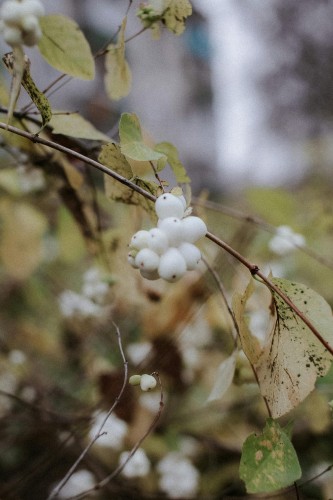 snieguliczka-doorenbosa-white-hedge-symphoricarpos-x-doorenbosii-biale-owoce-gesty-krzew-ozdobny-sadzonka-sadzonki-zielona-para-zielonapara