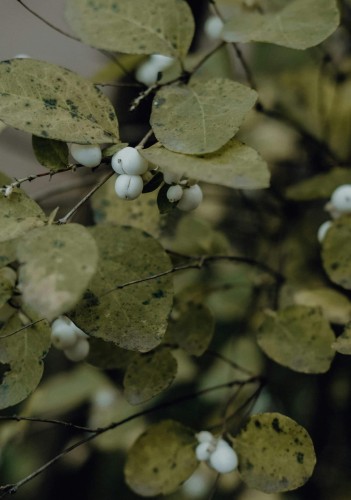 snieguliczka-doorenbosa-white-hedge-symphoricarpos-x-doorenbosii-biale-owoce-gesty-krzew-ozdobny-sadzonka-sadzonki-zielona-para-zielonapara