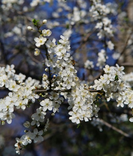 sliwa-herman-prunus-domestica-wczesna-odmiana-slodkie-owoce-drzewo-owocowe-sadzonka-sadzonki-zielona-para-zielonapara