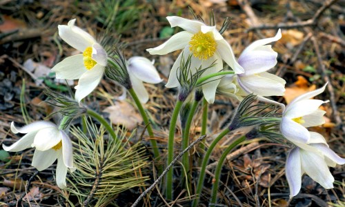 sasanka-pospolita-biala-Pulsatilla-vulgaris-biala-zielonapara-zielona-para-sadzonka-0656.jpg