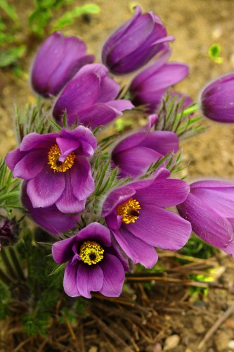sasanka-pospolita-czerwona-Pulsatilla-vulgaris-czerwona-zielonapara-zielona-para-sadzonka-0656.jpg