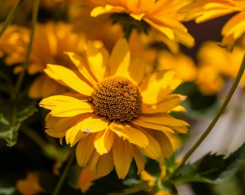 Rudbekia Rudbeckia Flamenco Vanilla
