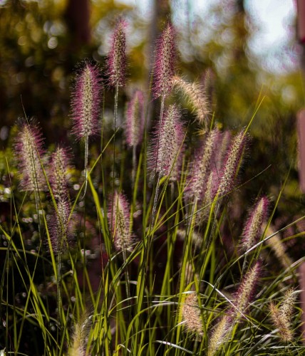 rozplenica-japonska-pennisetum-alopecuroides-zielonapara-sadzonka-duza-zdrowa.jpg