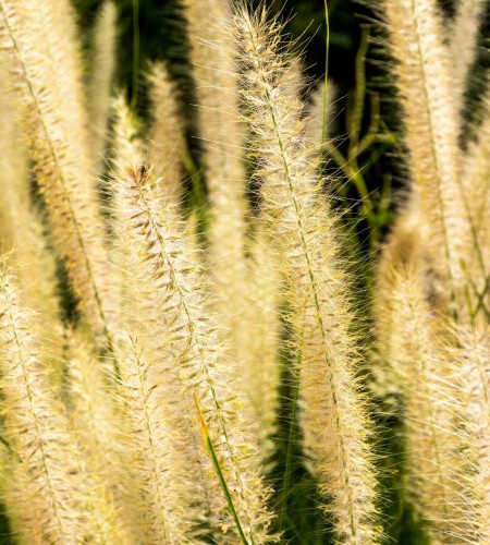 rozplenica-japonska-pennisetum-alopecuroides-zielonapara-sadzonka-duza-zdrowa.jpg