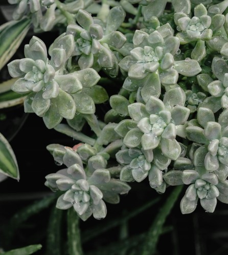 rozchodnik-sinolistny-sedum-hybridum-sine-liscie-zolte-kwiaty-bylina-okrywowa-sadzonka-sadzonki-zielona-para-zielonapara