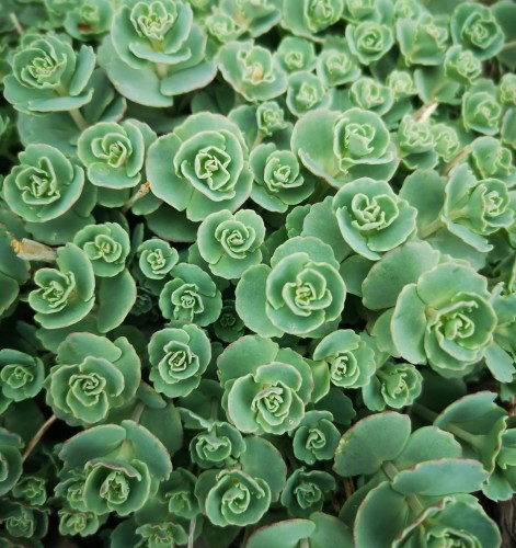 rozchodnik-lime-twister-sedum-sunsparkler-pstre-liscie-rozowe-kwiaty-bylina-okrywowa-sadzonka-sadzonki-zielona-para-zielonapara