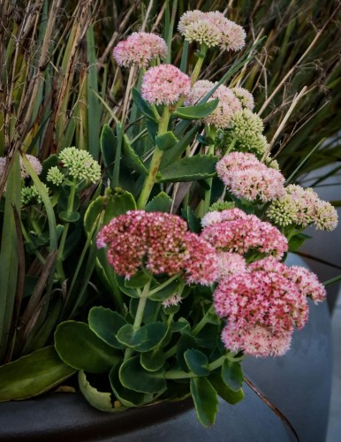 rozchodnik-lime-twister-sedum-sunsparkler-pstre-liscie-rozowe-kwiaty-bylina-okrywowa-sadzonka-sadzonki-zielona-para-zielonapara