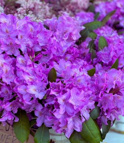 Różanecznik Catawbiense Boursault (Rhododendron)