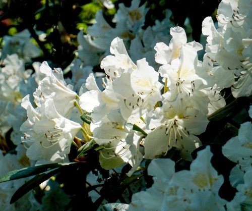 różanecznik-Rhododendron-zielonapara-zielona-para-sadzonka-0665.jpg