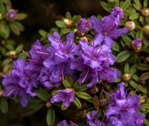 Różanecznik Elite (Rhododendron)