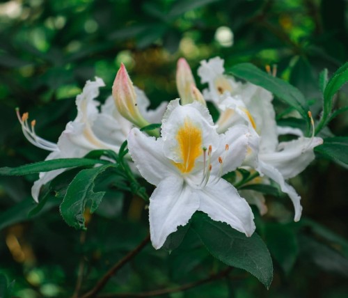 Różanecznik Catawbiense Album (Rhododendron)