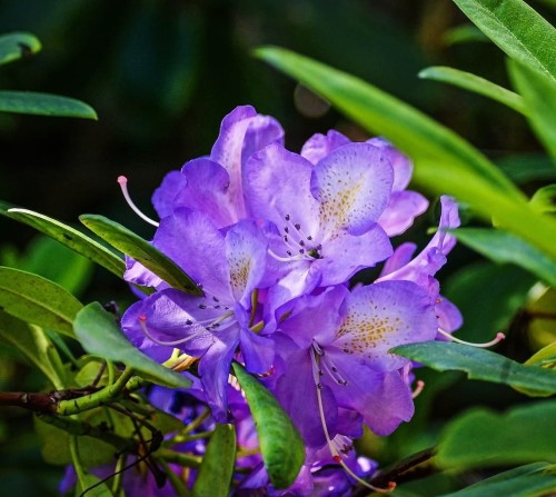 Różanecznik Catawbiense Grandiflora 