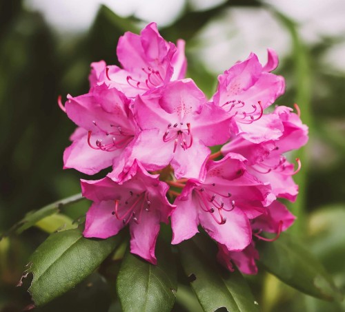 różanecznik-Rhododendron-zielonapara-zielona-para-sadzonka-0665.jpg