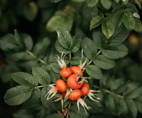 róża-pomarszczona-Rosa-rugosa-zielonapara-zielona-para-sadzonka-0329.jpg